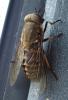 Tabanus sudeticus